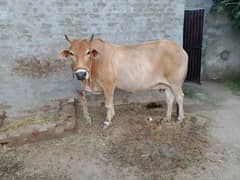 cow for sale