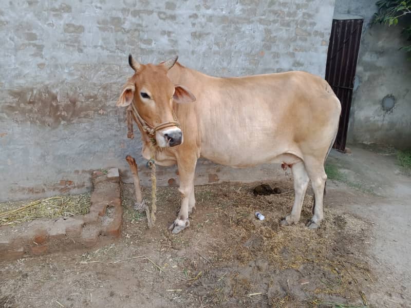 cow for sale 1