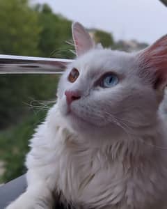 Turkish Angora Male Cat