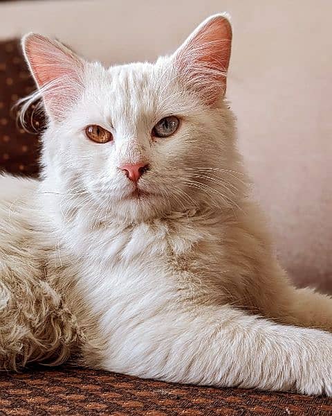 Turkish Angora Male Cat 1