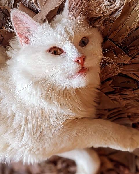 Turkish Angora Male Cat 2