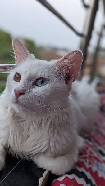 Turkish Angora Male Cat 3