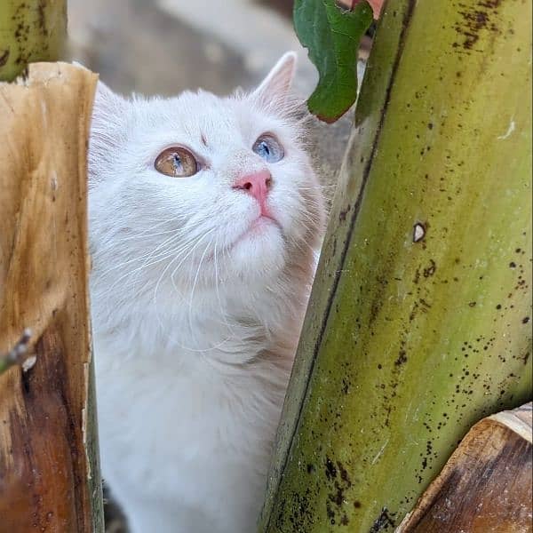 Turkish Angora Male Cat 4