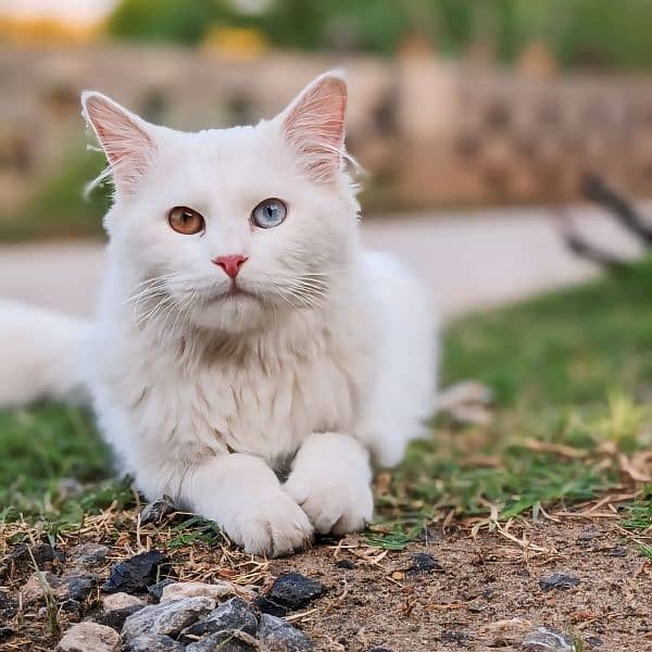 Turkish Angora Male Cat 5