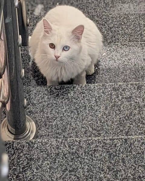 Turkish Angora Male Cat 6