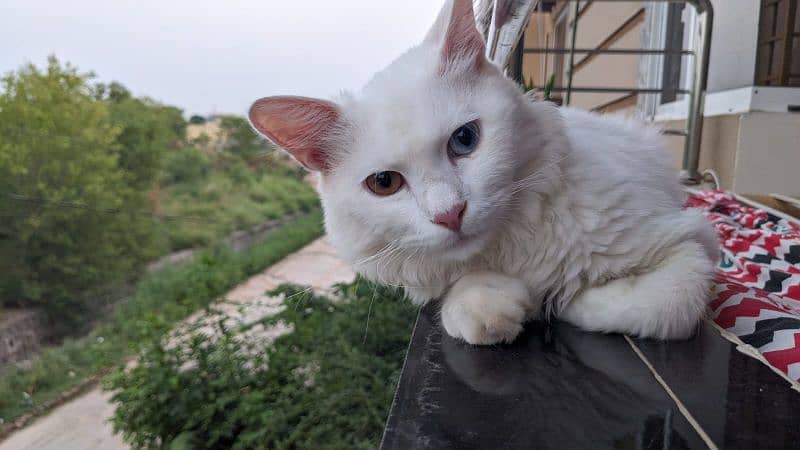 Turkish Angora Male Cat 7