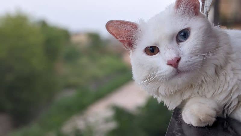 Turkish Angora Male Cat 8