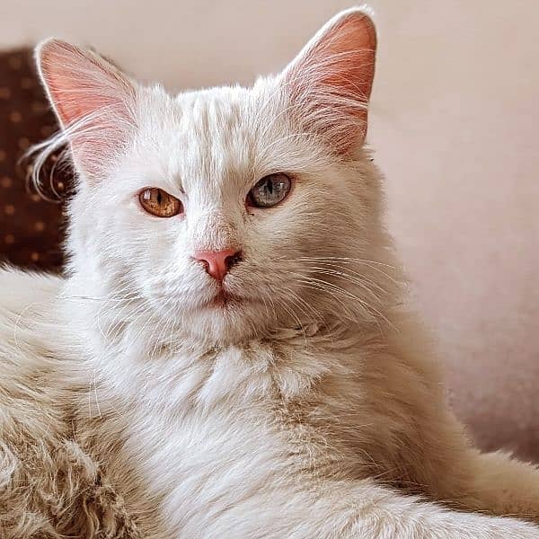 Turkish Angora Male Cat 9