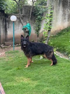 top quality german Shepherd male available for sale