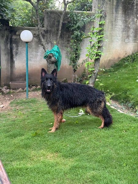 top quality german Shepherd male available for sale 0