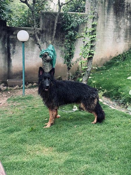 top quality german Shepherd male available for sale 1