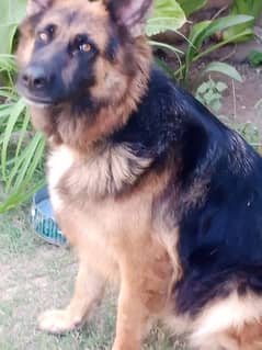 German Shepherd female long coat