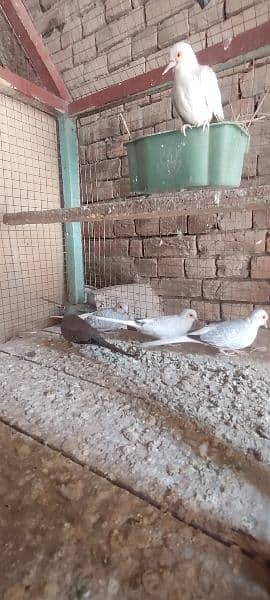 doves 2