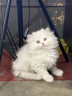 Persian KITTEN FOR SALE ONLY CONTACT WHATUP 03201711036