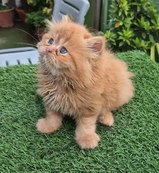 Persian KITTEN FOR SALE ONLY CONTACT WHATUP 03201711036 1