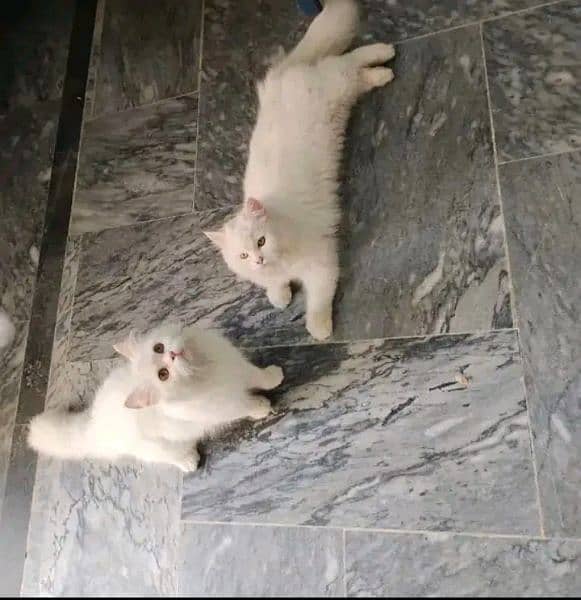 Persian KITTEN FOR SALE ONLY CONTACT WHATUP 03201711036 4