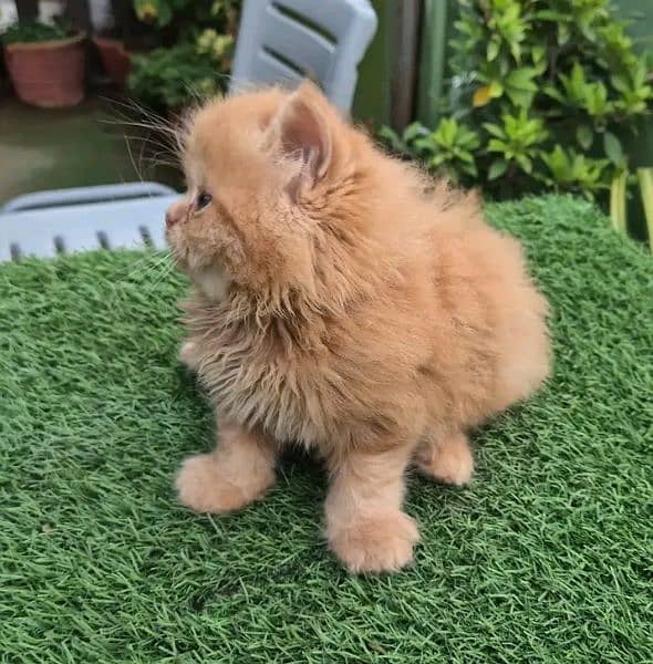 Persian KITTEN FOR SALE ONLY CONTACT WHATUP 03201711036 9