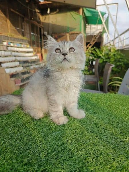 Persian KITTEN FOR SALE ONLY CONTACT WHATUP 03201711036 10