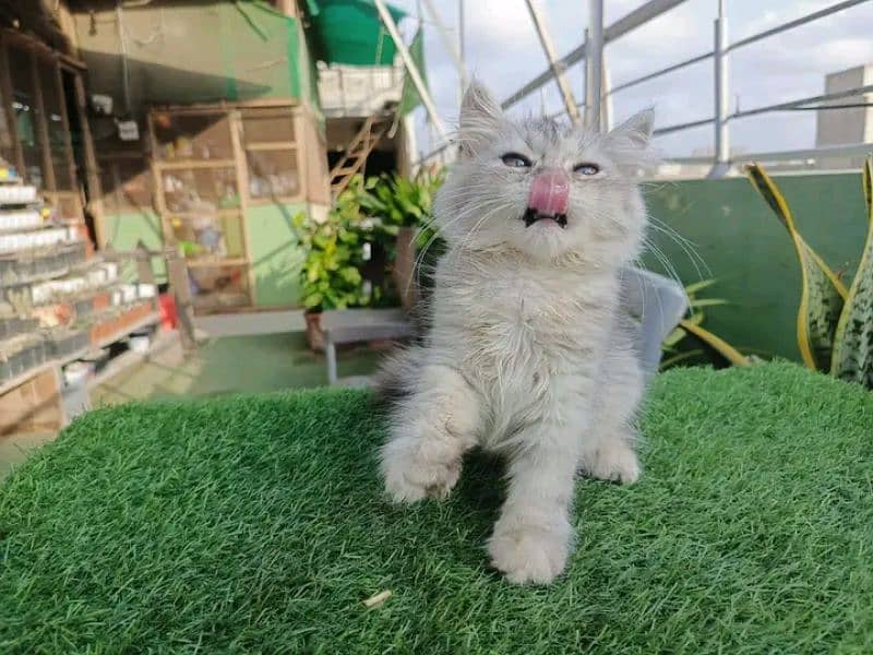 Persian KITTEN FOR SALE ONLY CONTACT WHATUP 03201711036 11