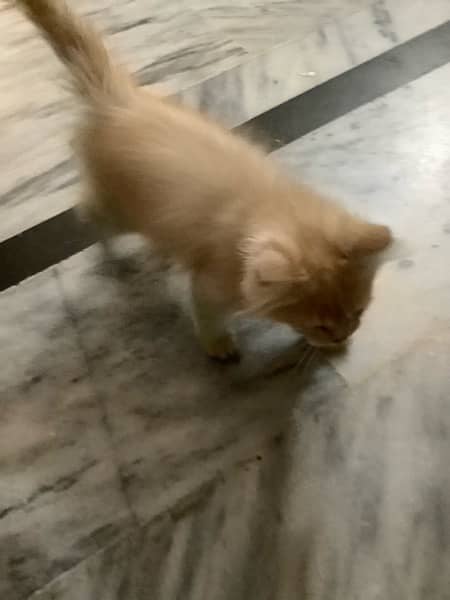 Persian kitten cat 3 months 0