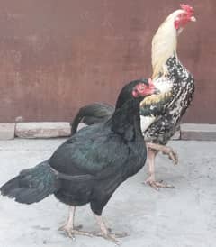 Java aseel pair for sale