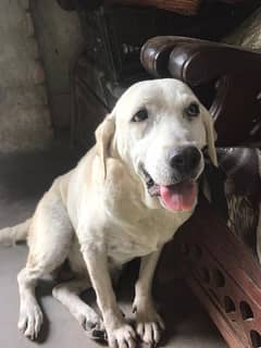 Labrador Female Available Healthy And Active