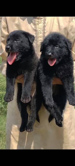 German shepherd puppies Pior 55 days for sale