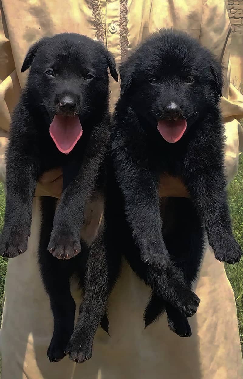 German shepherd puppies Pior 55 days for sale 1