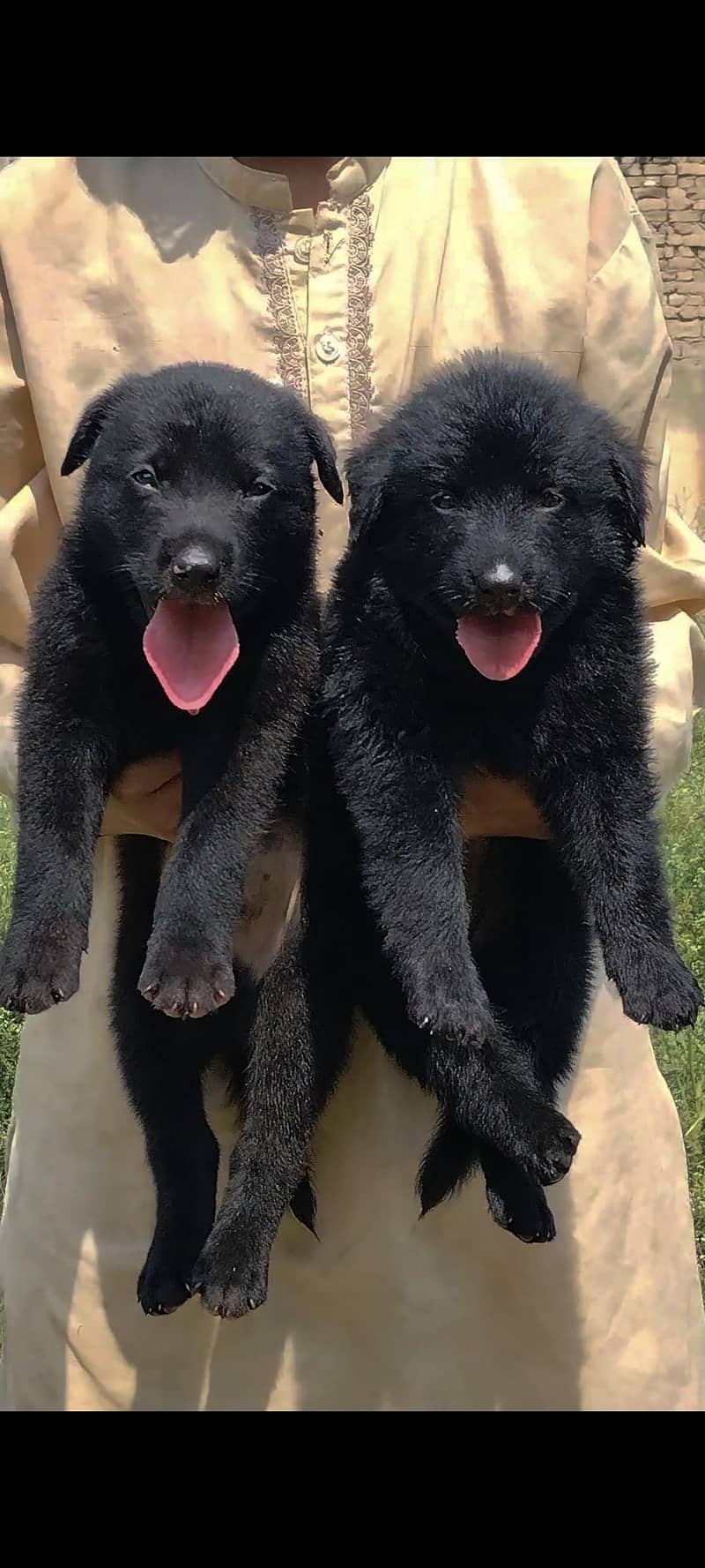 German shepherd puppies Pior 55 days for sale 2