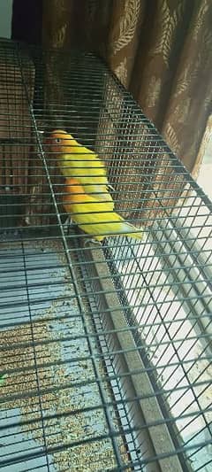 love birds with cage for sale