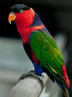 Parrot