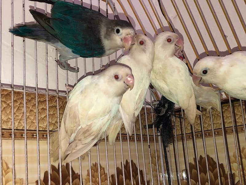 Albino red eyes 5 pice all pair breder 6