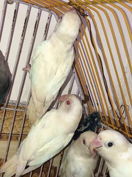 Albino red eyes 5 pice all pair breder 8