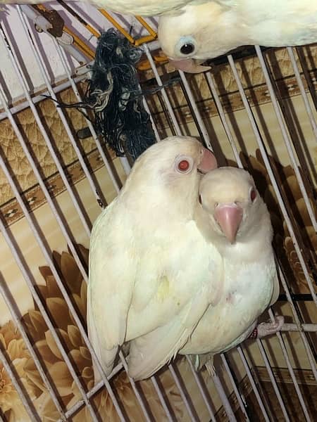 Albino red eyes 5 pice all pair breder 9