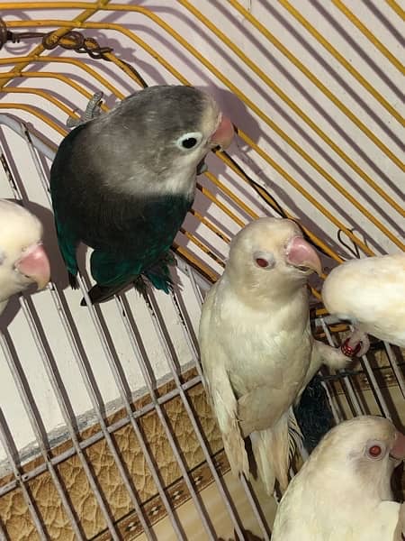 Albino red eyes 5 pice all pair breder 10