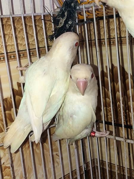 Albino red eyes 5 pice all pair breder 11