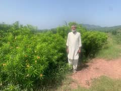 Agricultural Land for Sale in Attock, Punjab, Pakistan