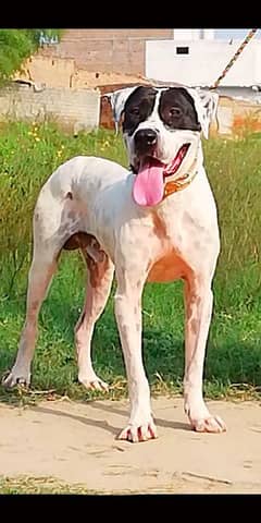 for sale bully gulteria male age 14 months height 28 inch call