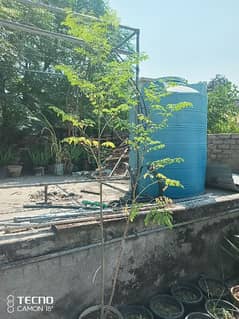 Moringa (The Miracle Tree) ( سوہانجنا )