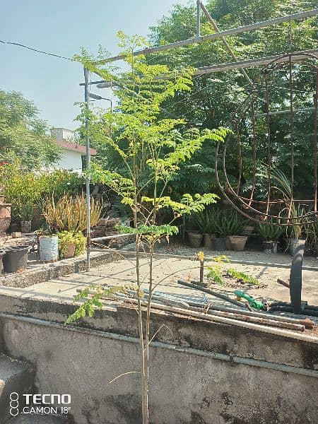 Moringa (The Miracle Tree) ( سوہانجنا ) 1