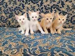 Persian White & Brown Kitten Single Coat Age 2 Month