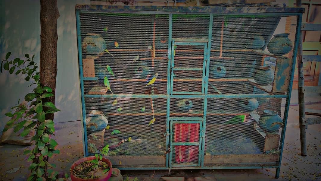 bird cage with parrots for sell 0