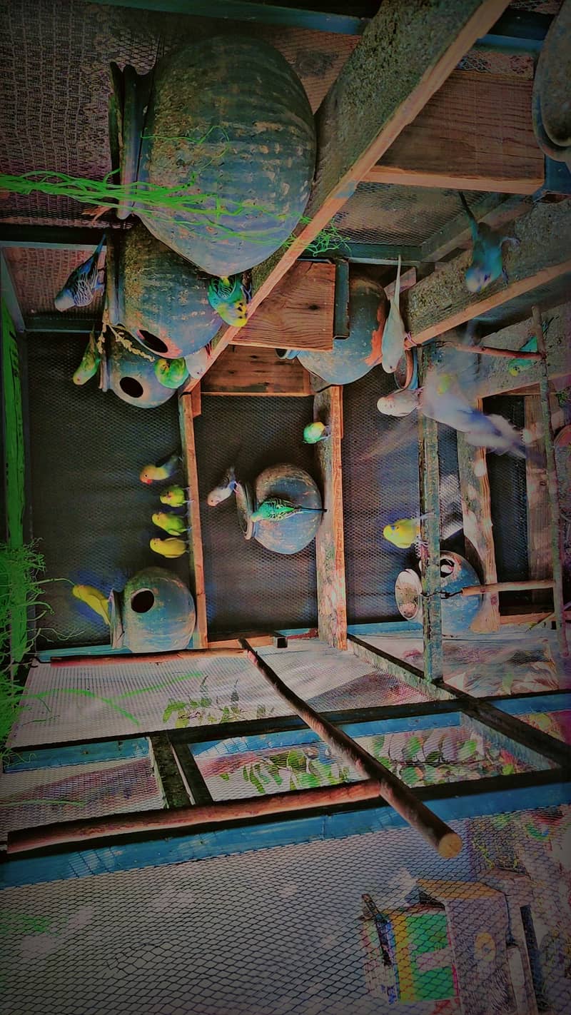 bird cage with parrots for sell 1