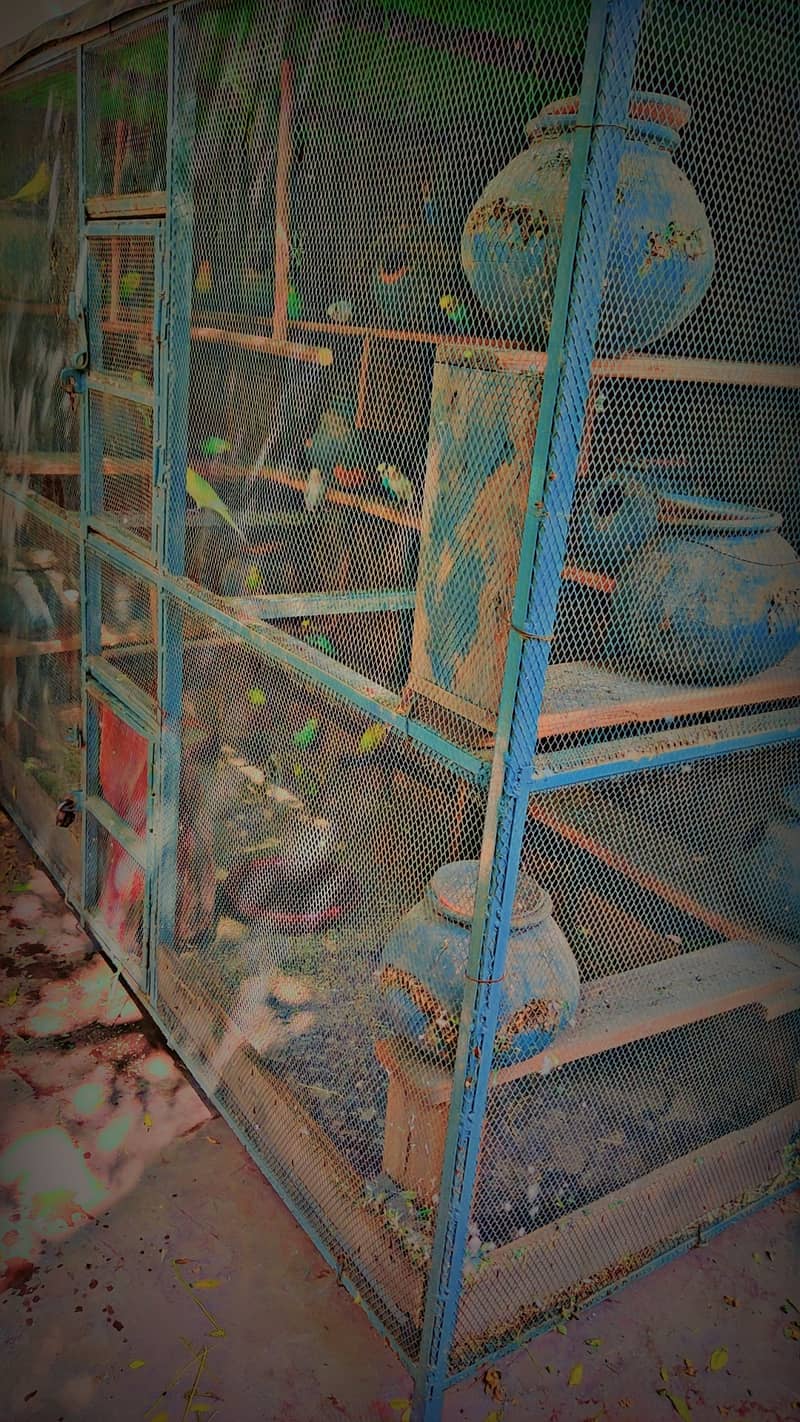 bird cage with parrots for sell 2