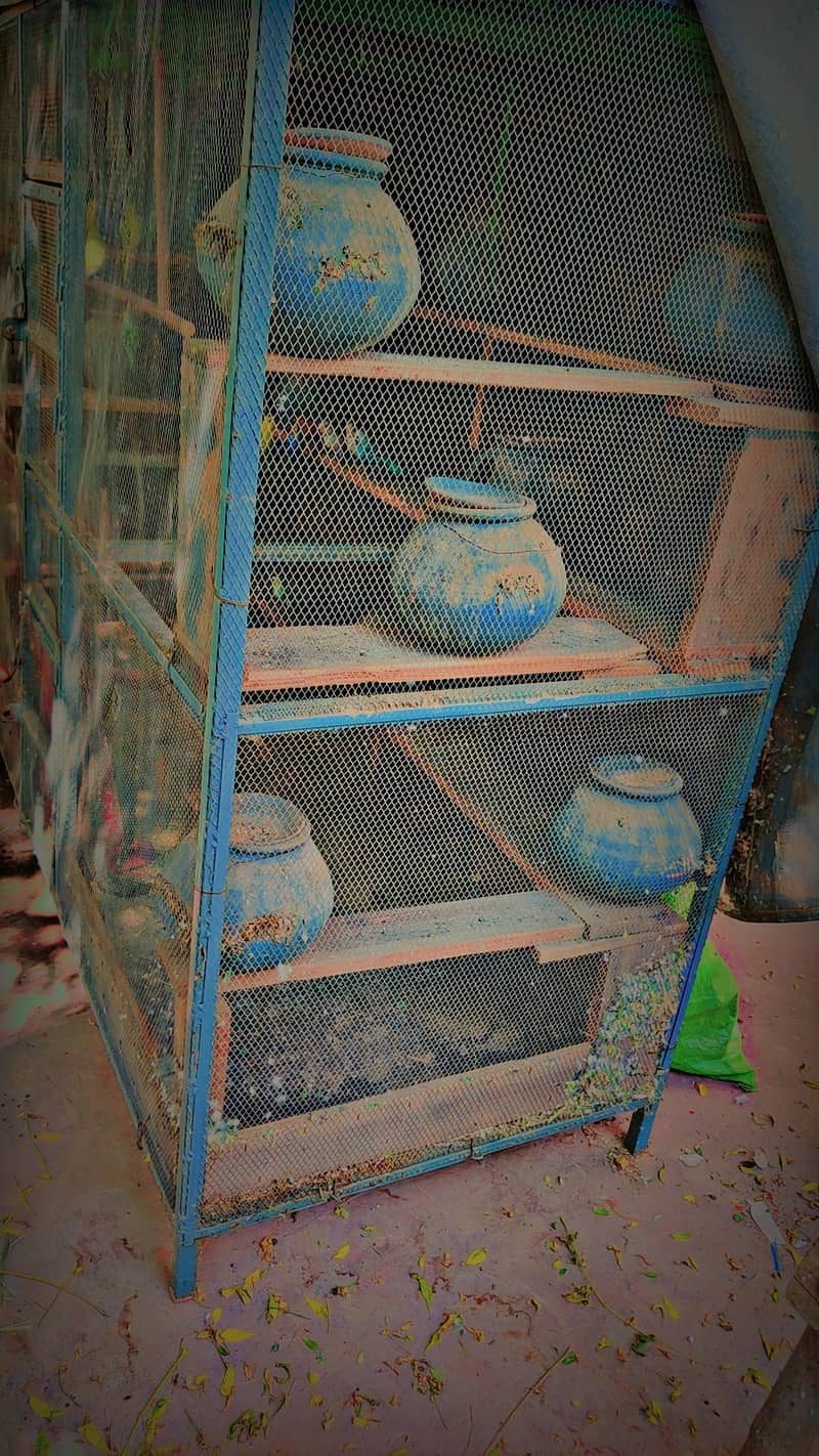 bird cage with parrots for sell 3