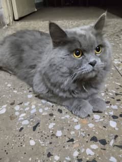 Persian Cat male Urgent sale