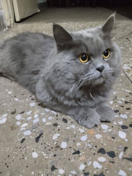 Persian Cat male Urgent sale 0