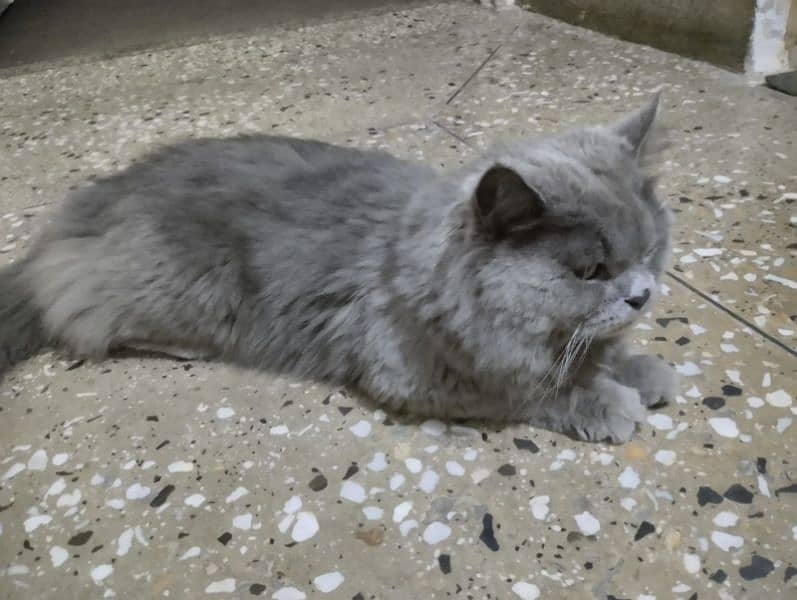 Persian Cat male Urgent sale 1