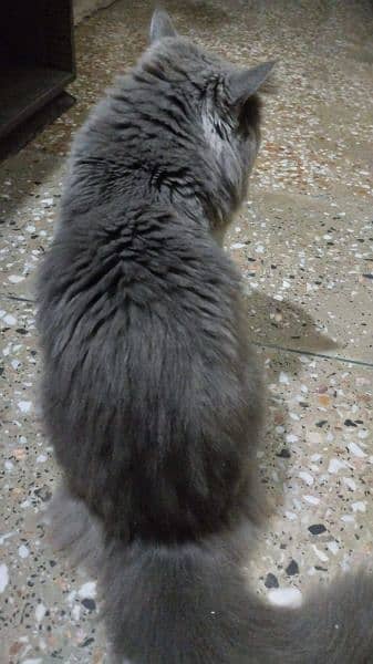 Persian Cat male Urgent sale 3