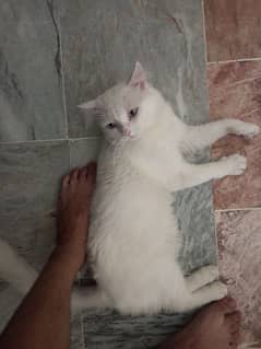 Persian Cat for Sale Only 10500 Spotless white Male Cat